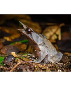 Alternative view of Megophrys nasuta